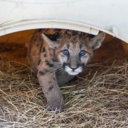 A young Florida panther kitten with spotted fur looks out from a straw-lined den box.