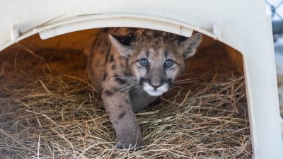A young Florida panther kitten with spotted fur looks out from a straw-lined den box.