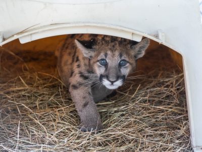 A young Florida panther kitten with spotted fur looks out from a straw-lined den box.