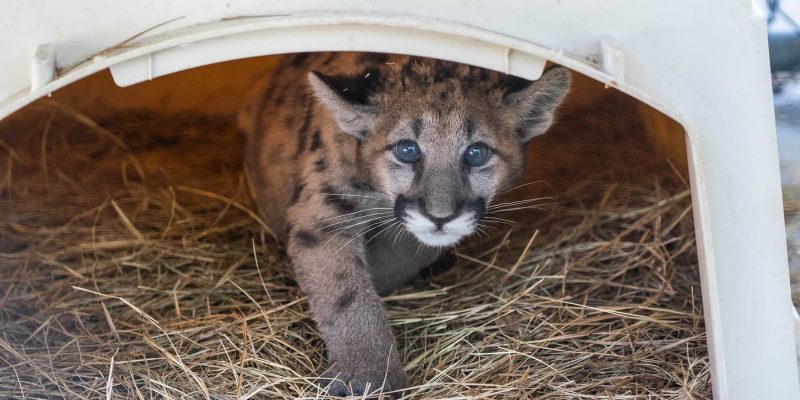 A young Florida panther kitten with spotted fur looks out from a straw-lined den box.