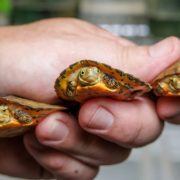 A hand holds three tiny Four-eyed Turtle hatchlings with orange and brown patterned shells.