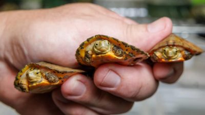 A hand holds three tiny Four-eyed Turtle hatchlings with orange and brown patterned shells.