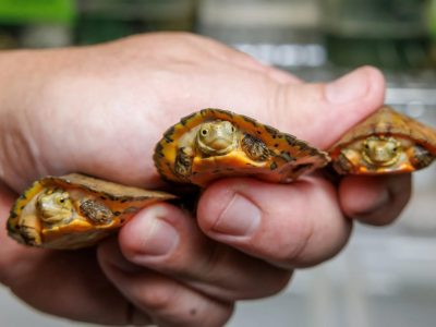 A hand holds three tiny Four-eyed Turtle hatchlings with orange and brown patterned shells.