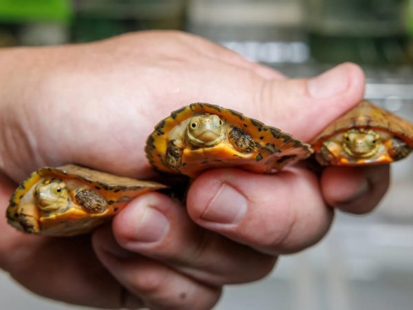 A hand holds three tiny Four-eyed Turtle hatchlings with orange and brown patterned shells.