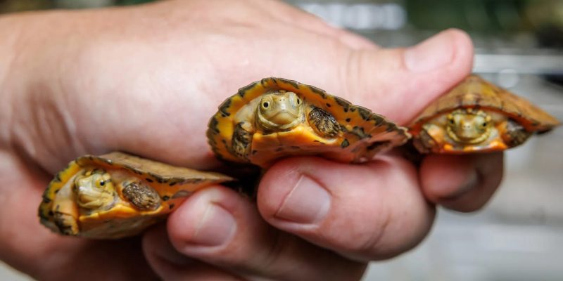 A hand holds three tiny Four-eyed Turtle hatchlings with orange and brown patterned shells.