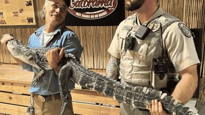 A Gatorama staff member and a Florida wildlife officer hold a long alligator between them in front of a Gatorama sign.