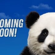 A giant panda's face fills the right side of a blue sky graphic reading COMING SOON, Zoo Atlanta's announcement art for the return of pandas.