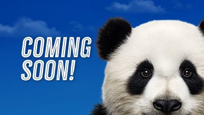 A giant panda's face fills the right side of a blue sky graphic reading COMING SOON, Zoo Atlanta's announcement art for the return of pandas.