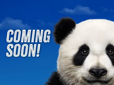A giant panda's face fills the right side of a blue sky graphic reading COMING SOON, Zoo Atlanta's announcement art for the return of pandas.