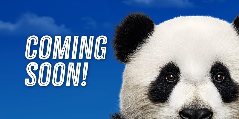 A giant panda's face fills the right side of a blue sky graphic reading COMING SOON, Zoo Atlanta's announcement art for the return of pandas.
