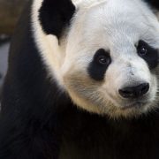 Close portrait of giant panda Yang Yang, black eye patches and ears against white fur, looking toward the camera.