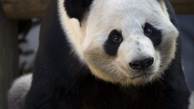 Close portrait of giant panda Yang Yang, black eye patches and ears against white fur, looking toward the camera.
