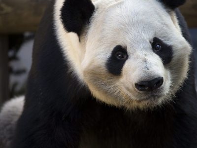 Close portrait of giant panda Yang Yang, black eye patches and ears against white fur, looking toward the camera.