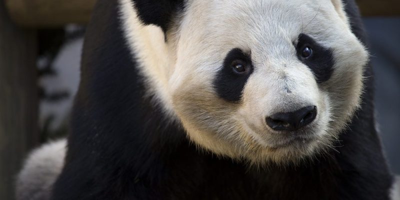 Close portrait of giant panda Yang Yang, black eye patches and ears against white fur, looking toward the camera.