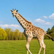 A young giraffe calf walks across open grass under a blue sky at African Lion Safari.
