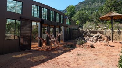 Four reticulated giraffe stand in a red-dirt yard outside the long curved barn of Cheyenne Mountain Zoo's new Giraffe Center, with forested mountainside behind.