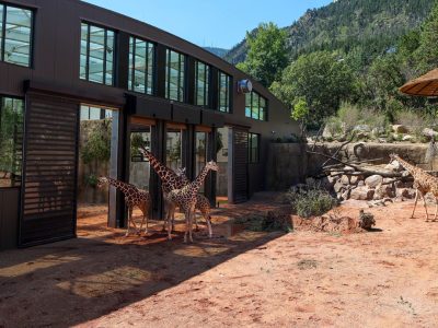 Four reticulated giraffe stand in a red-dirt yard outside the long curved barn of Cheyenne Mountain Zoo's new Giraffe Center, with forested mountainside behind.