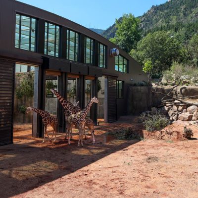 Four reticulated giraffe stand in a red-dirt yard outside the long curved barn of Cheyenne Mountain Zoo's new Giraffe Center, with forested mountainside behind.