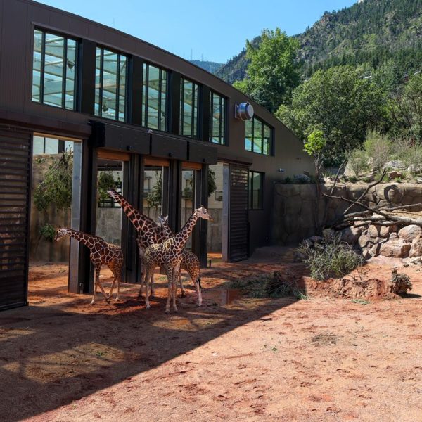 Four reticulated giraffe stand in a red-dirt yard outside the long curved barn of Cheyenne Mountain Zoo's new Giraffe Center, with forested mountainside behind.