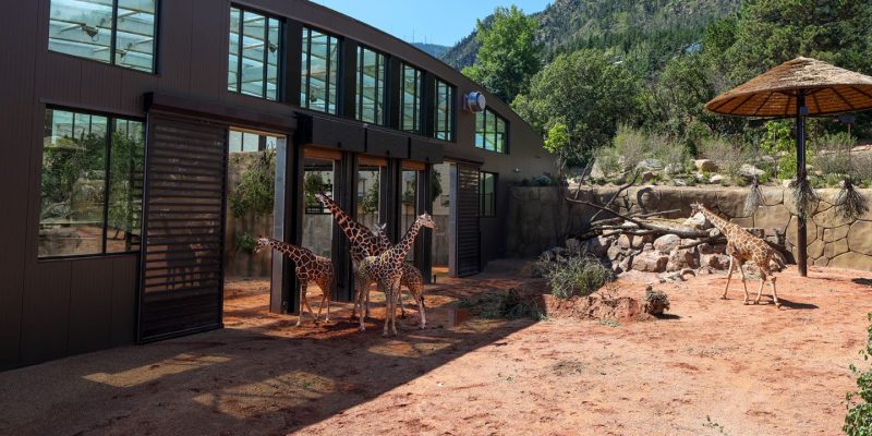 Four reticulated giraffe stand in a red-dirt yard outside the long curved barn of Cheyenne Mountain Zoo's new Giraffe Center, with forested mountainside behind.