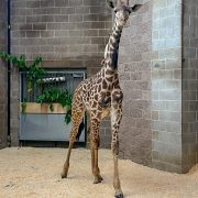 A young Masai giraffe stands in a sandy indoor yard beside a brick wall, neck stretched upward.