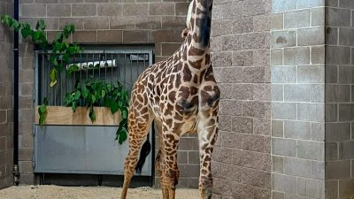 A young Masai giraffe stands in a sandy indoor yard beside a brick wall, neck stretched upward.