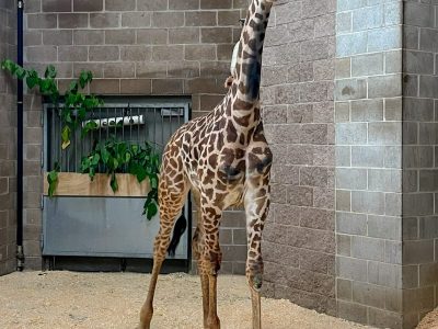 A young Masai giraffe stands in a sandy indoor yard beside a brick wall, neck stretched upward.