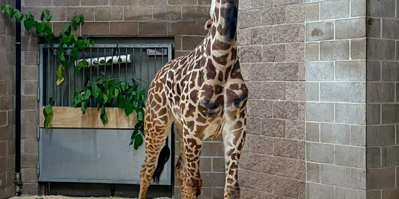 A young Masai giraffe stands in a sandy indoor yard beside a brick wall, neck stretched upward.