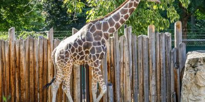 Jabari, a reticulated giraffe, walks alongside a tall wooden post fence in his outdoor yard at Zoo Boise.