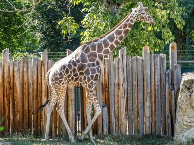 Jabari, a reticulated giraffe, walks alongside a tall wooden post fence in his outdoor yard at Zoo Boise.