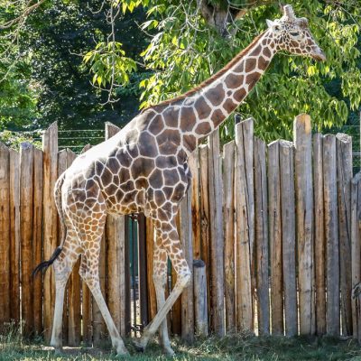 Jabari, a reticulated giraffe, walks alongside a tall wooden post fence in his outdoor yard at Zoo Boise.