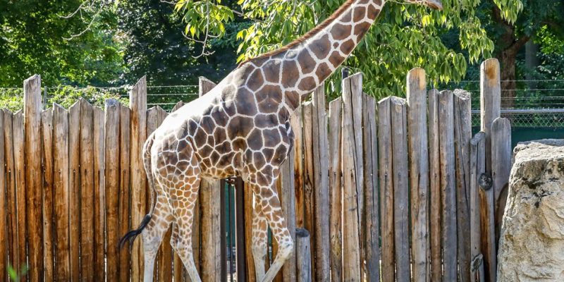 Jabari, a reticulated giraffe, walks alongside a tall wooden post fence in his outdoor yard at Zoo Boise.
