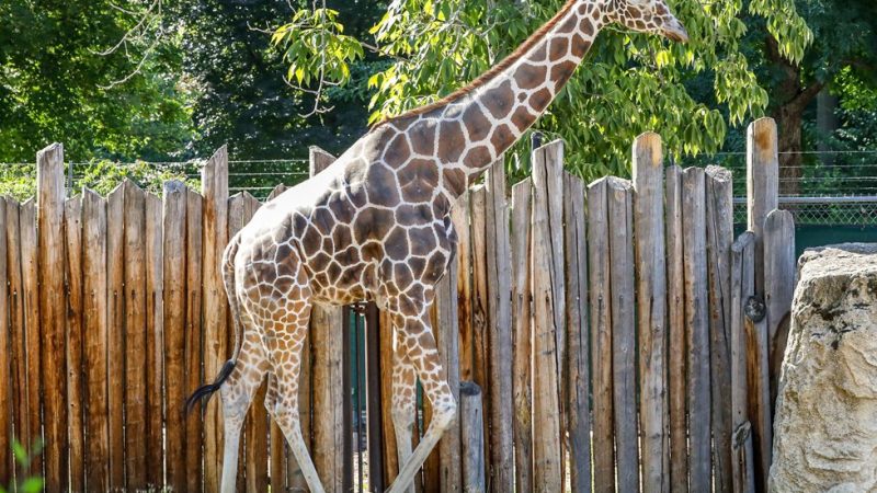 Jabari, a reticulated giraffe, walks alongside a tall wooden post fence in his outdoor yard at Zoo Boise.