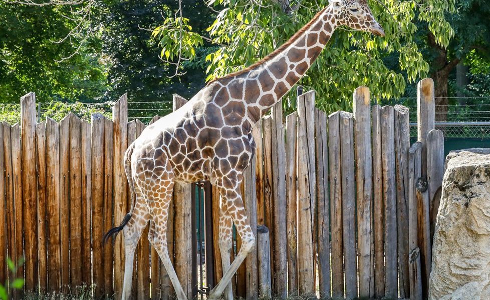Jabari, a reticulated giraffe, walks alongside a tall wooden post fence in his outdoor yard at Zoo Boise.