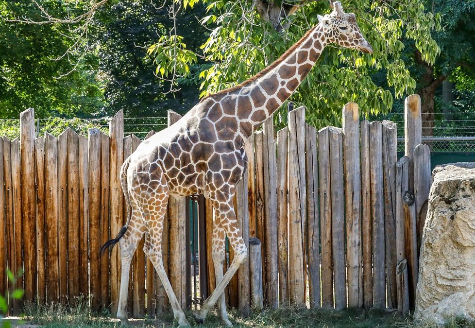Jabari, a reticulated giraffe, walks alongside a tall wooden post fence in his outdoor yard at Zoo Boise.