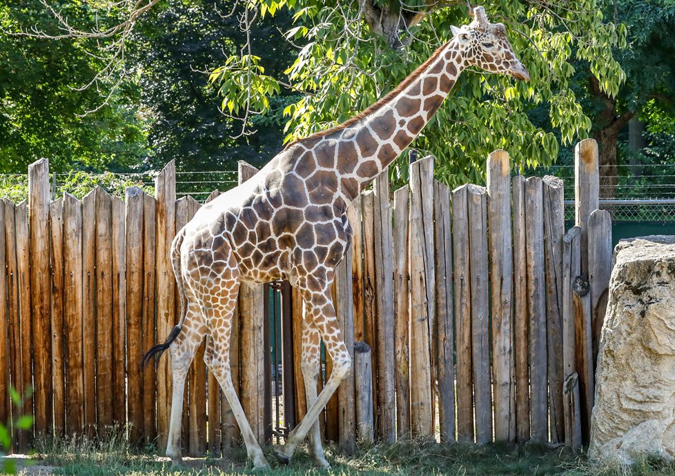Jabari, a reticulated giraffe, walks alongside a tall wooden post fence in his outdoor yard at Zoo Boise.
