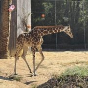 A young reticulated giraffe walks across a dirt yard past a wooden post and green trees.