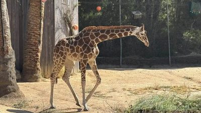 A young reticulated giraffe walks across a dirt yard past a wooden post and green trees.
