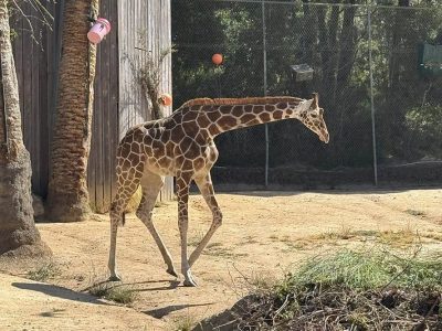 A young reticulated giraffe walks across a dirt yard past a wooden post and green trees.