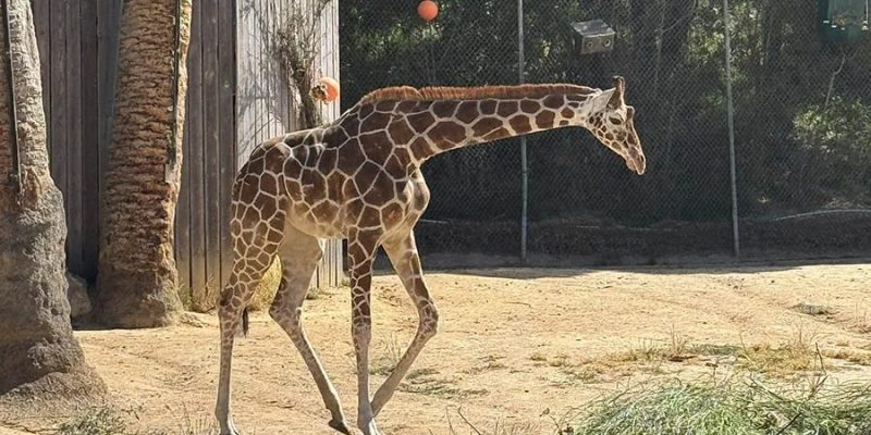 A young reticulated giraffe walks across a dirt yard past a wooden post and green trees.