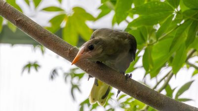 A young green oropendola with an orange bill perches on a thin branch among green leaves.