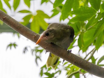 A young green oropendola with an orange bill perches on a thin branch among green leaves.