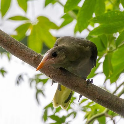 A young green oropendola with an orange bill perches on a thin branch among green leaves.