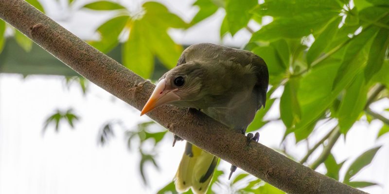 A young green oropendola with an orange bill perches on a thin branch among green leaves.