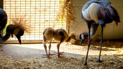 Two downy grey crowned crane chicks walk on straw bedding beside their tall adult parents.