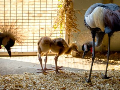 Two downy grey crowned crane chicks walk on straw bedding beside their tall adult parents.
