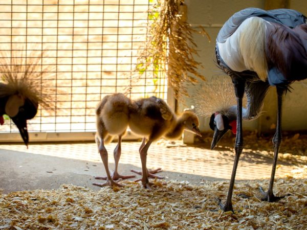 Two downy grey crowned crane chicks walk on straw bedding beside their tall adult parents.