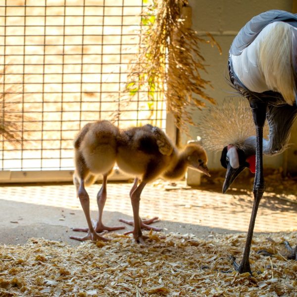 Two downy grey crowned crane chicks walk on straw bedding beside their tall adult parents.