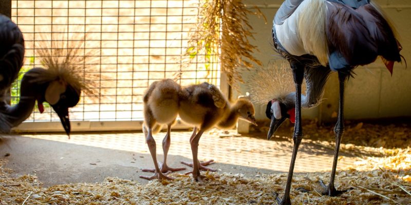 Two downy grey crowned crane chicks walk on straw bedding beside their tall adult parents.
