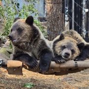 Two young grizzly bear cubs rest side by side on a canvas hammock in a wooded outdoor habitat.